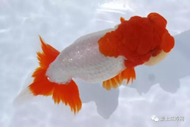 日本金鱼品种大全,日本东京金鱼多少钱一条