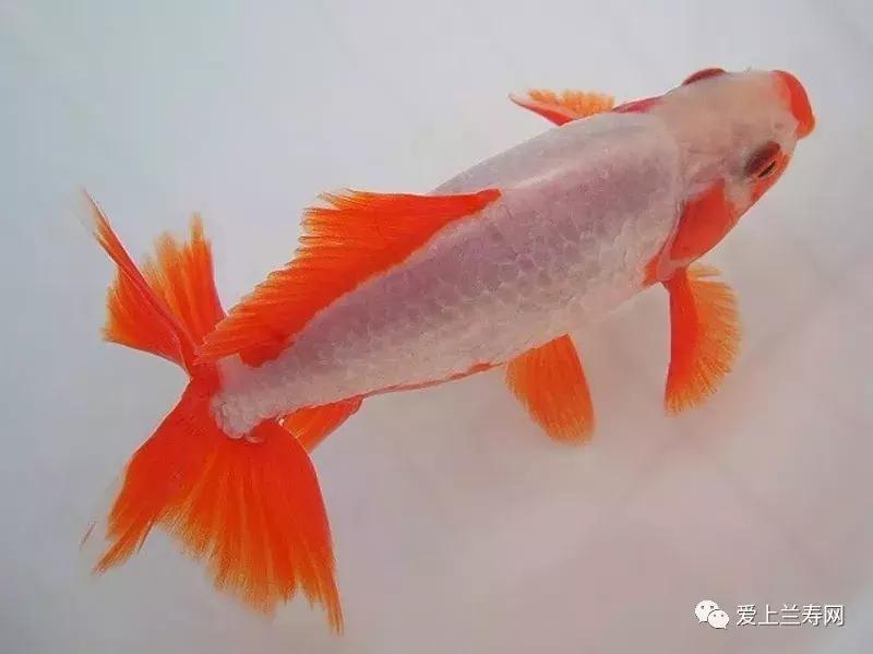 日本金鱼品种大全,日本东京金鱼多少钱一条