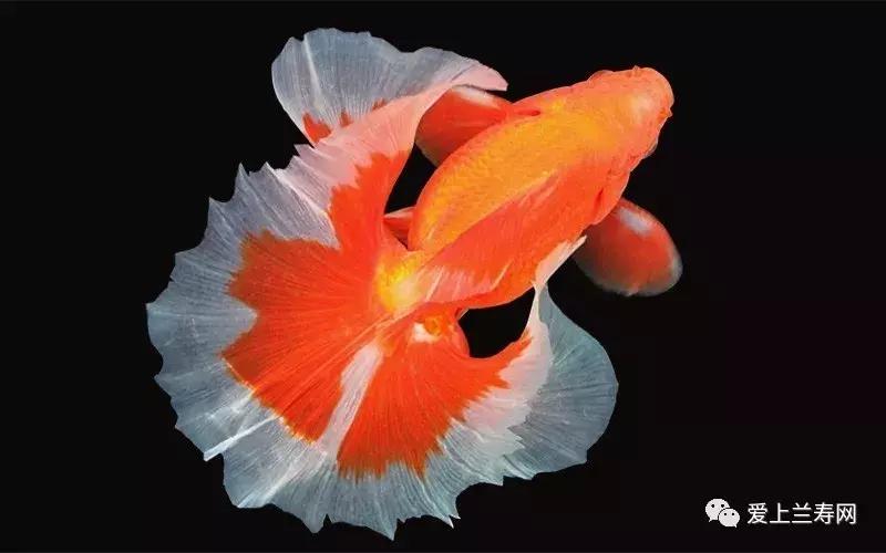 日本土佐金鱼图片大全,日本金鱼品种大全