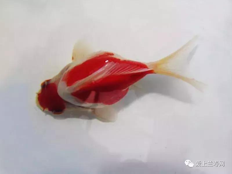 日本土佐金鱼图片大全,日本金鱼品种大全