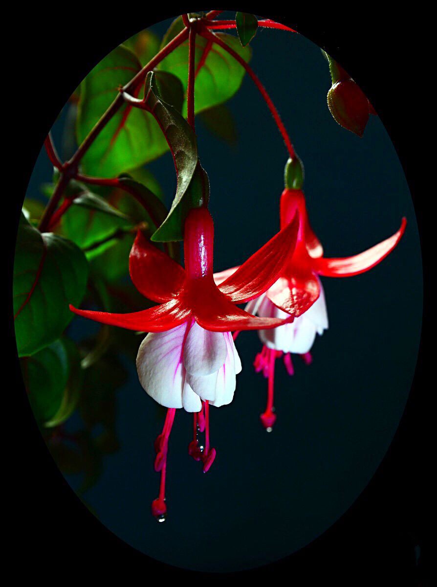 倒挂*钟金**ll彩燕翻飞欲向空，曼妙多姿醉*钟金**