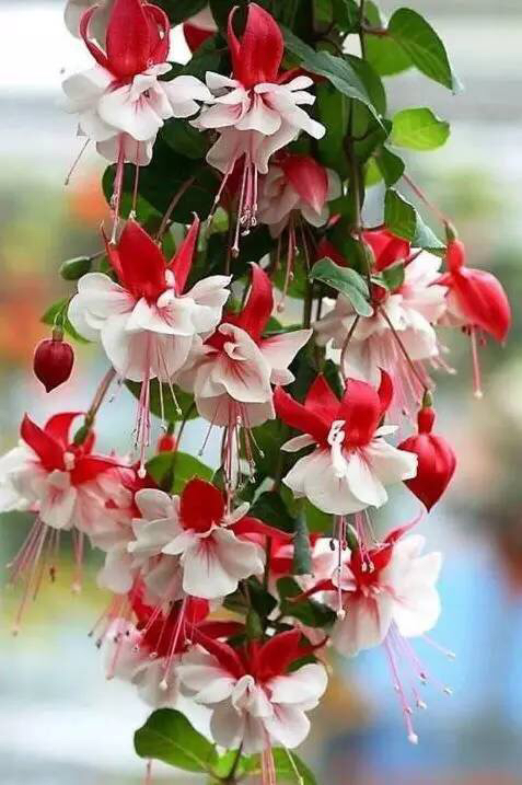 倒挂*钟金**ll彩燕翻飞欲向空，曼妙多姿醉*钟金**