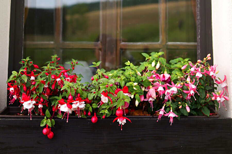 倒挂*钟金**ll彩燕翻飞欲向空，曼妙多姿醉*钟金**