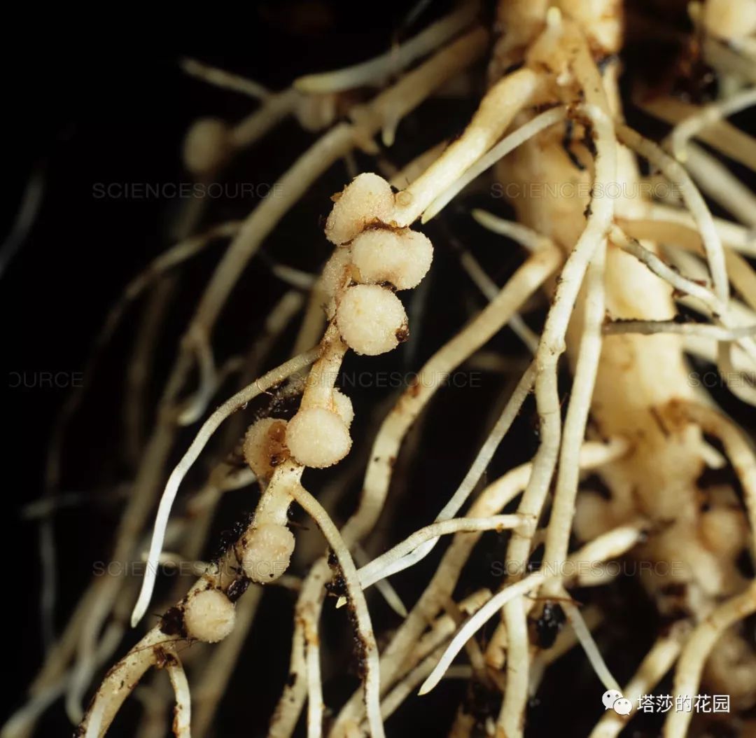 这座暗黑花园，不仅酷，还防涝