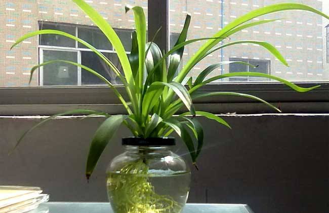 吊兰能水培养活吗,吊兰在家水培怎么养活得快