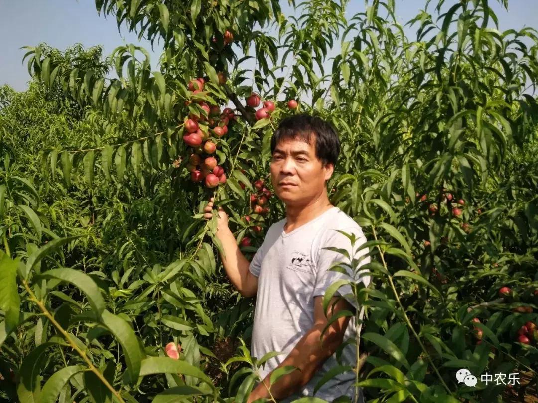 枣油桃产地优点,枣油桃产品介绍