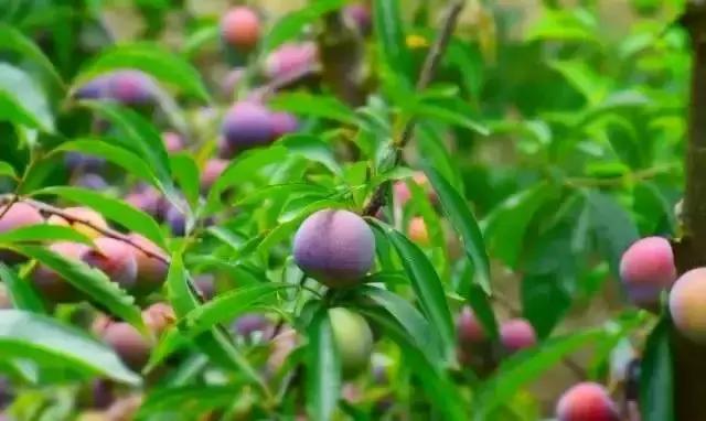 藏不住了重庆这个小城太美了,藏不住了四川话