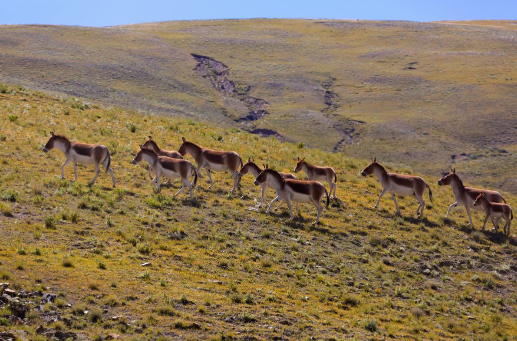 2018下半年如果你来，我会为你献上哈达，说上一句：扎西德勒