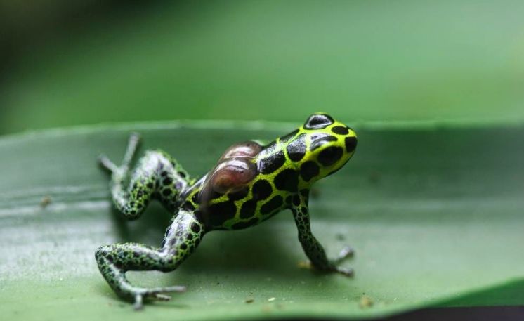 这种蛙竟然把蝌蚪背到树上养?蝌蚪们在树上能吃些什么呢?