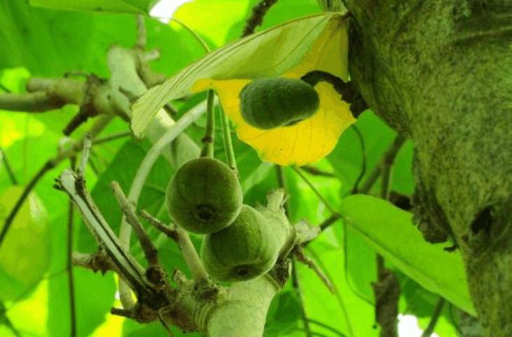 木瓜榕果子有什么作用,木瓜榕好吃吗