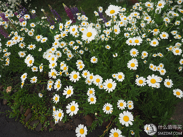 北海道札幌的散步之旅,日本北海道小樽旅游攻略