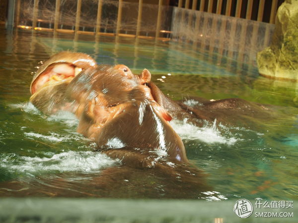 北海道札幌的散步之旅,日本北海道小樽旅游攻略