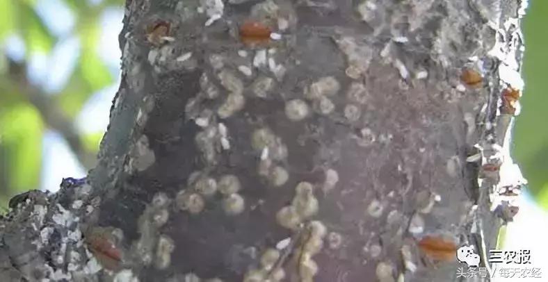 桃树虫害汇总，不看后悔！「上篇」