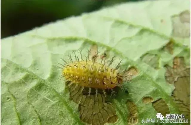 五种诱捕蔬菜害虫的技术措施,蔬菜常见的害虫有哪些