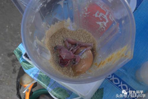 不可思议的重口味饮品：青蛙榨汁、蟑螂制奶？