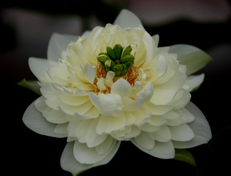 在白洋淀除了赏荷花还能干嘛,白洋淀之外还有什么淀