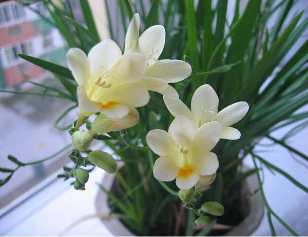 这种花千万别养,适合懒人养的四季花香雪兰