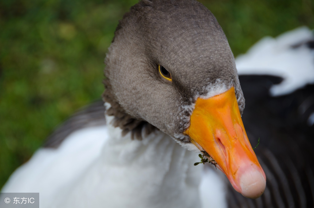 h7n9禽流感怎么防控,h7n9禽流感防控策略