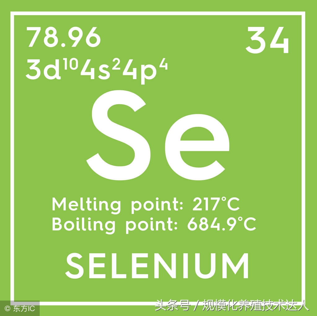 如何给猪补充微量元素？严重的还有可能导致仔猪死亡！