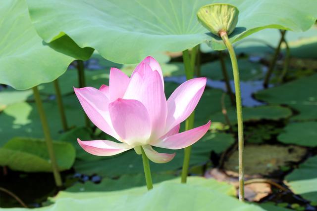 微山湖湿地荷花全景图,微山湖坐船赏荷花