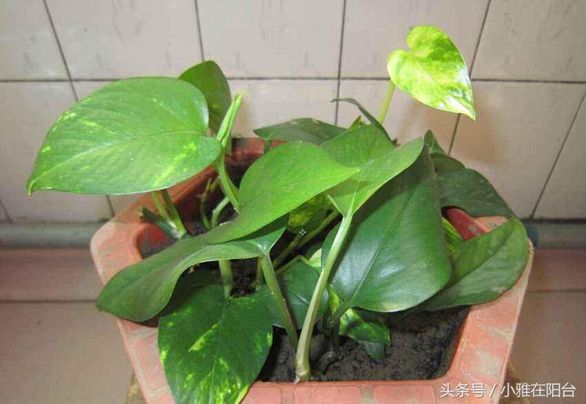 大绿萝怎么养能迅速爬藤,养了四个月的绿萝怎么不长吊藤