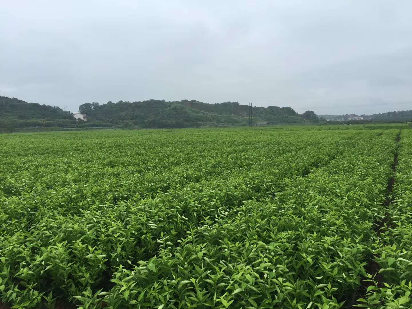 如何经营水果产业,怎么样才能把水果行业做大做强