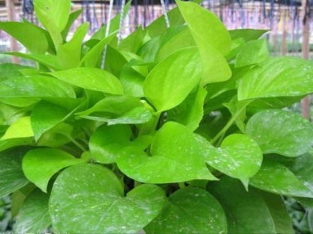 大叶绿萝怎么种植方法和注意事项,大叶绿萝怎么养叶子才多