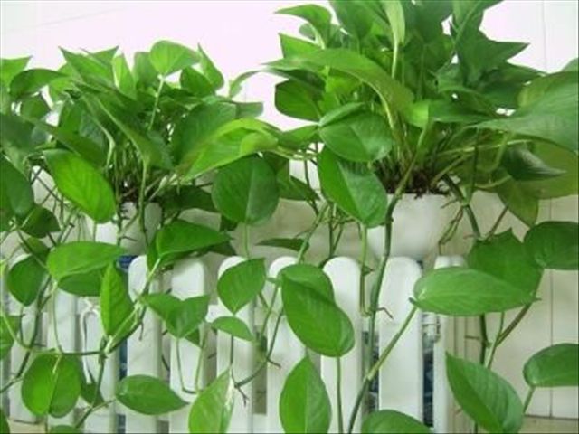 大叶绿萝的栽培方法和技术,大叶绿萝怎么种植方法和注意事项