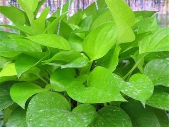 大叶绿萝的栽培方法和技术,大叶绿萝怎么种植方法和注意事项