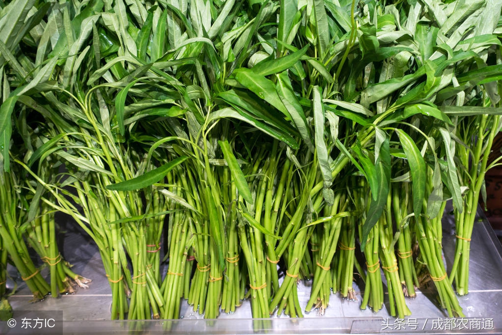 成都哪个蔬菜批发市场最好最大,成都蔬菜批发市场今日价格表