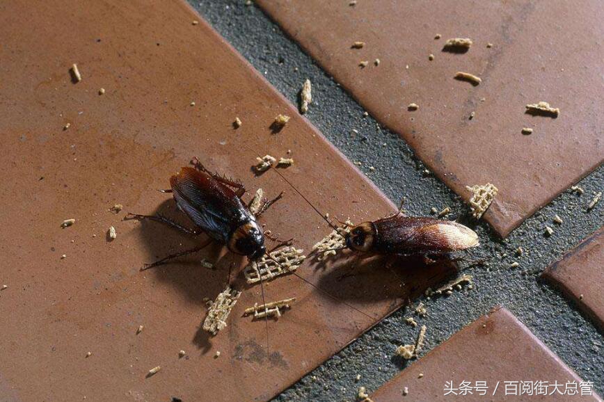 蟑螂怎么消灭最彻底不用药,蟑螂怎么正确消灭最彻底小妙方