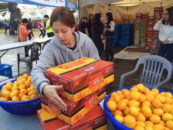 济州柑橘马拉松,济州岛柑橘马拉松