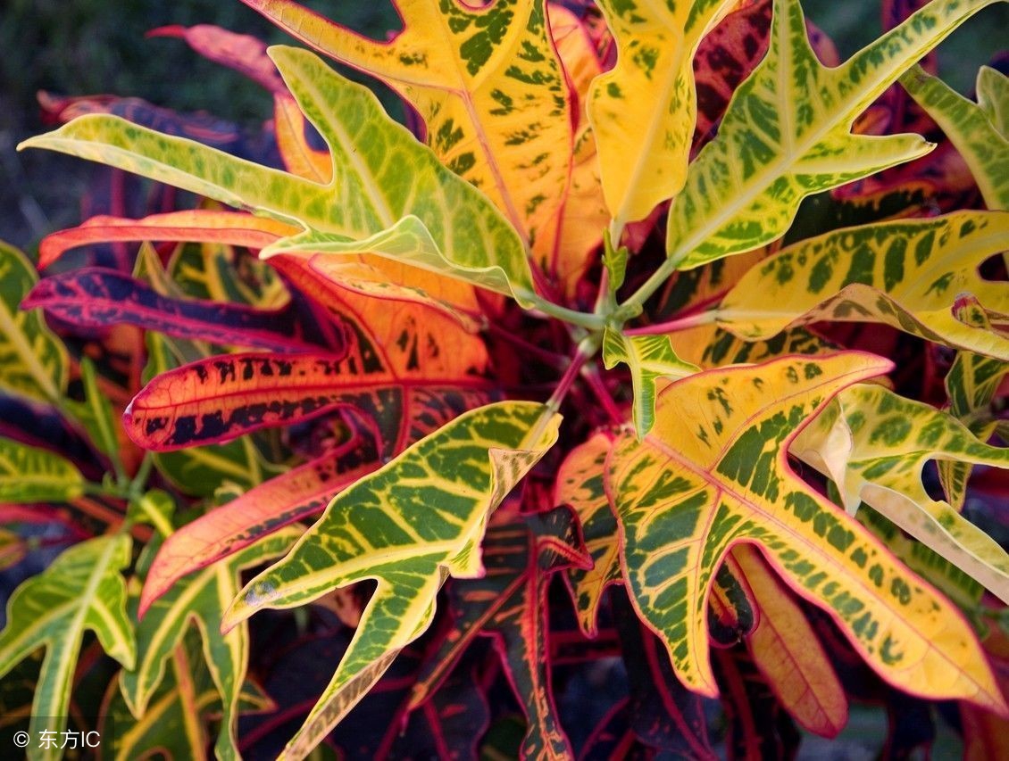 中药鸡血藤的功效与作用及副作用,中药功效归类记忆法