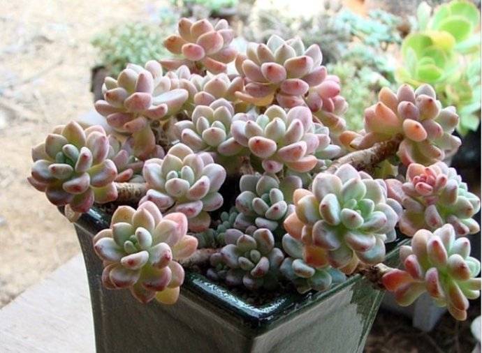 多肉植物的种类和养护技巧,常见多肉植物养护心得
