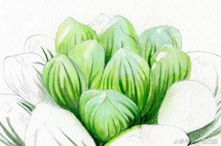 彩铅素描都是用的哪种彩铅,零基础学彩铅要先学会素描吗