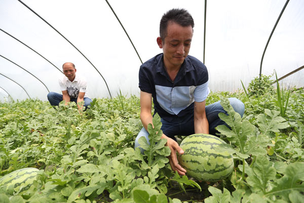 大兴“8424”充斥市场怎么办?点点手机就可以买到官方认证的