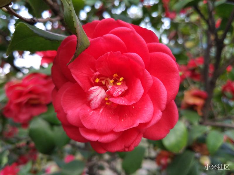 小米手机微距镜头使用方法,一招教你手机微距更清晰