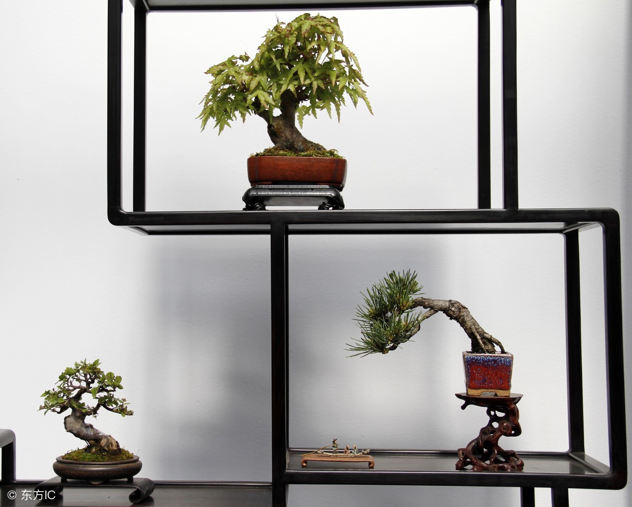 绝美优雅的盆景欣赏（太漂亮了，快分享给朋友吧！）