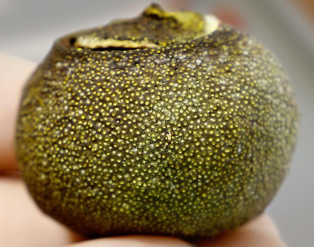 揭秘小青柑茶叶内幕,行业内幕大揭秘青柑普洱