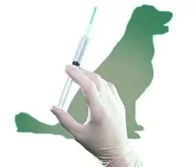 大连人的“宠物伤”越来越多元，如何应对医生支招