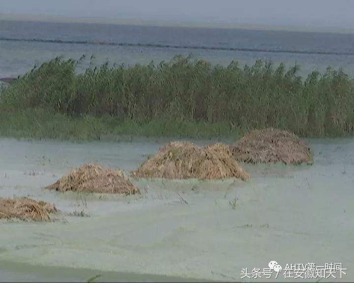 夏天合肥滨湖巢湖蓝藻,合肥巢湖蓝藻爆发水面散发恶臭
