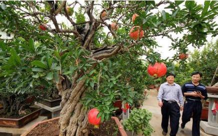 院子里的石榴树有什么寓意,庭院石榴树的说法