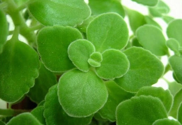 多肉植物能吃吗知乎问答,多肉植物能吃吗视频