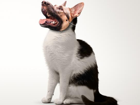 奶粉广告违法案例,网红奶粉被罚10万元