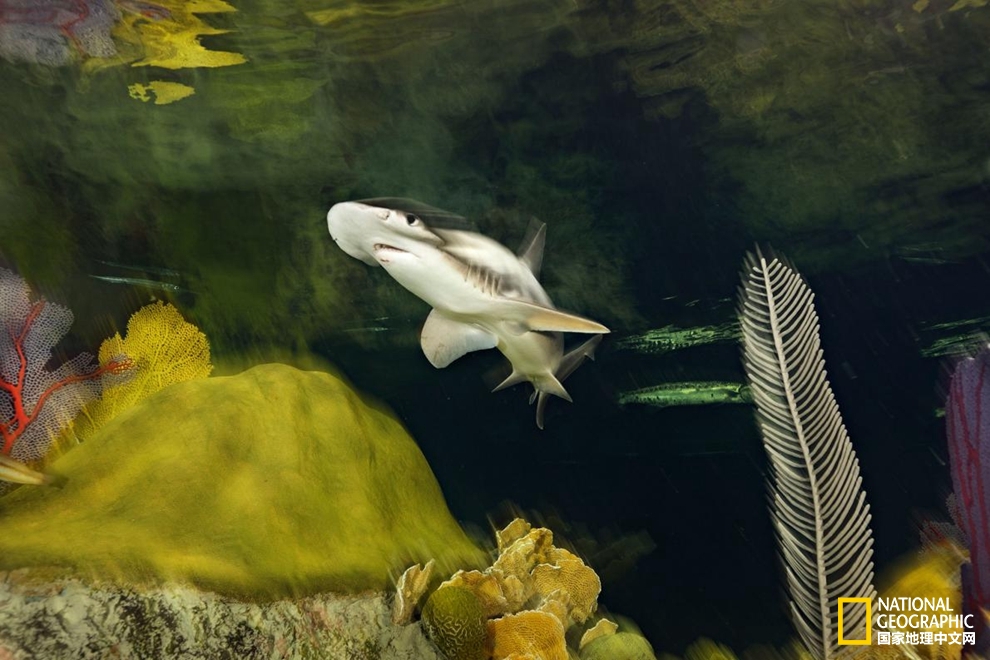 鲨鱼冷知识六种罕见鲨鱼,鲨鱼冷知识大全集