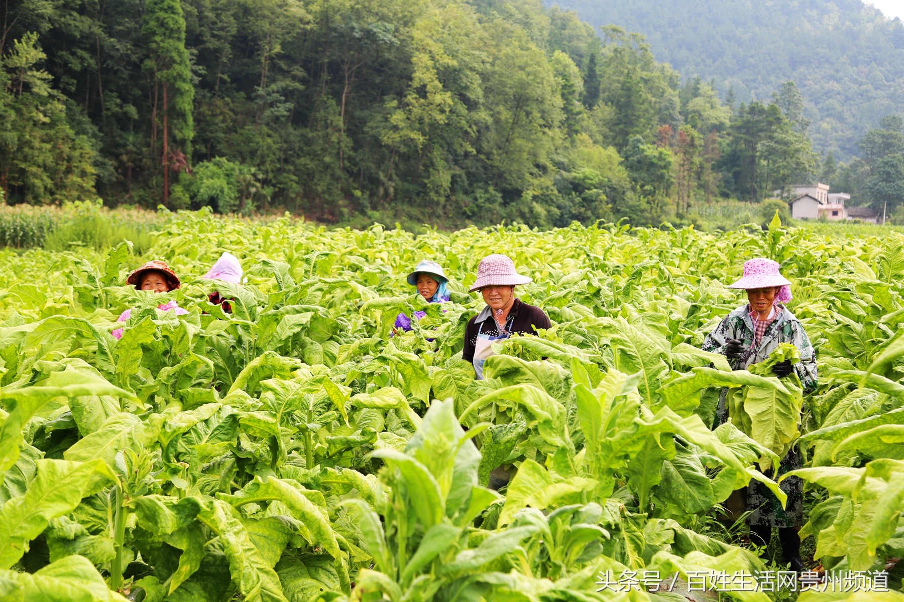 长顺：“黄金叶”里有黄金 鼓了腰包富了民