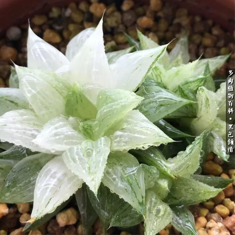 多肉的医用功效,多肉治愈句子