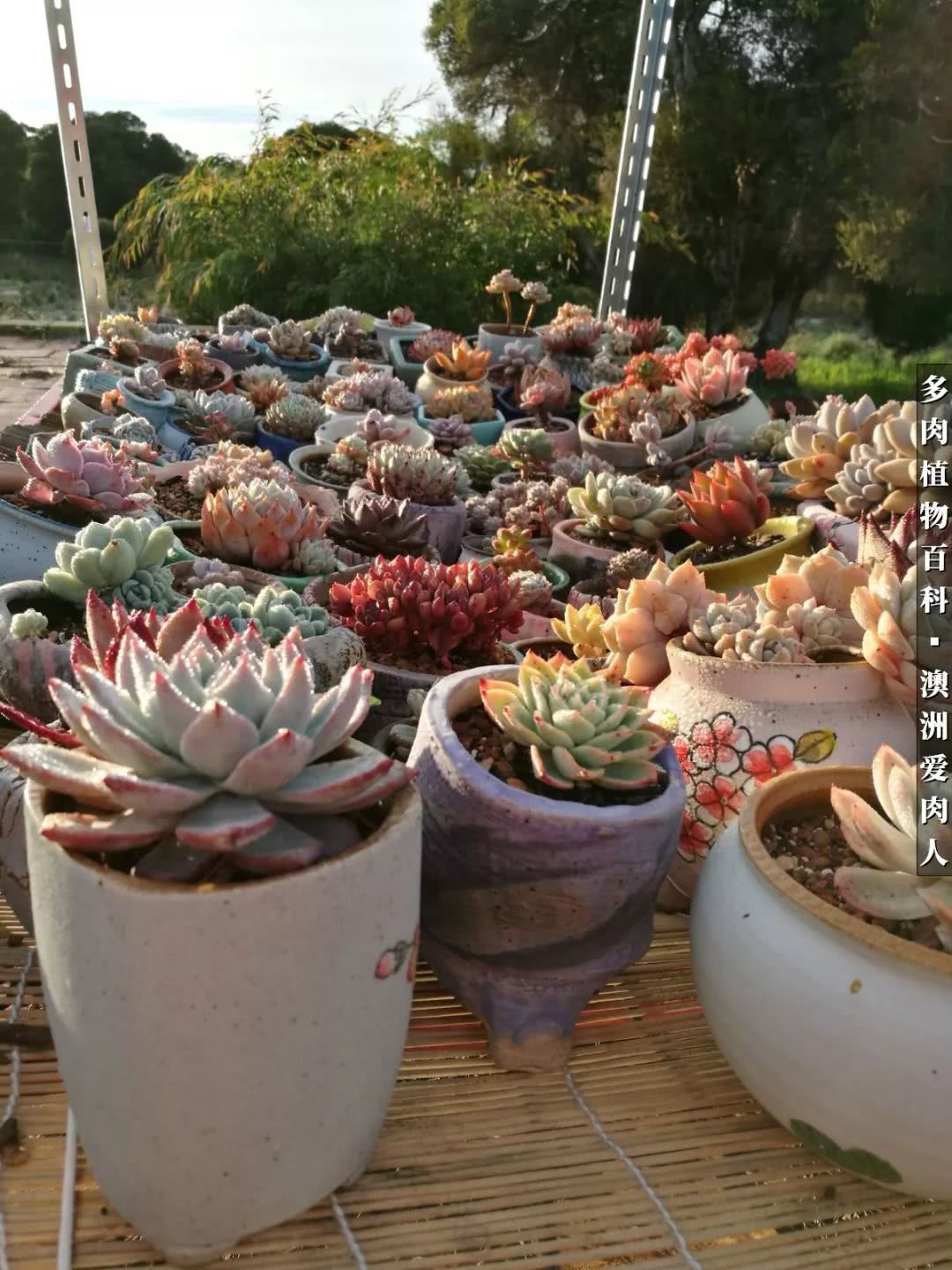 最耐晒的八款多肉,暖阳下的多肉美的不得了