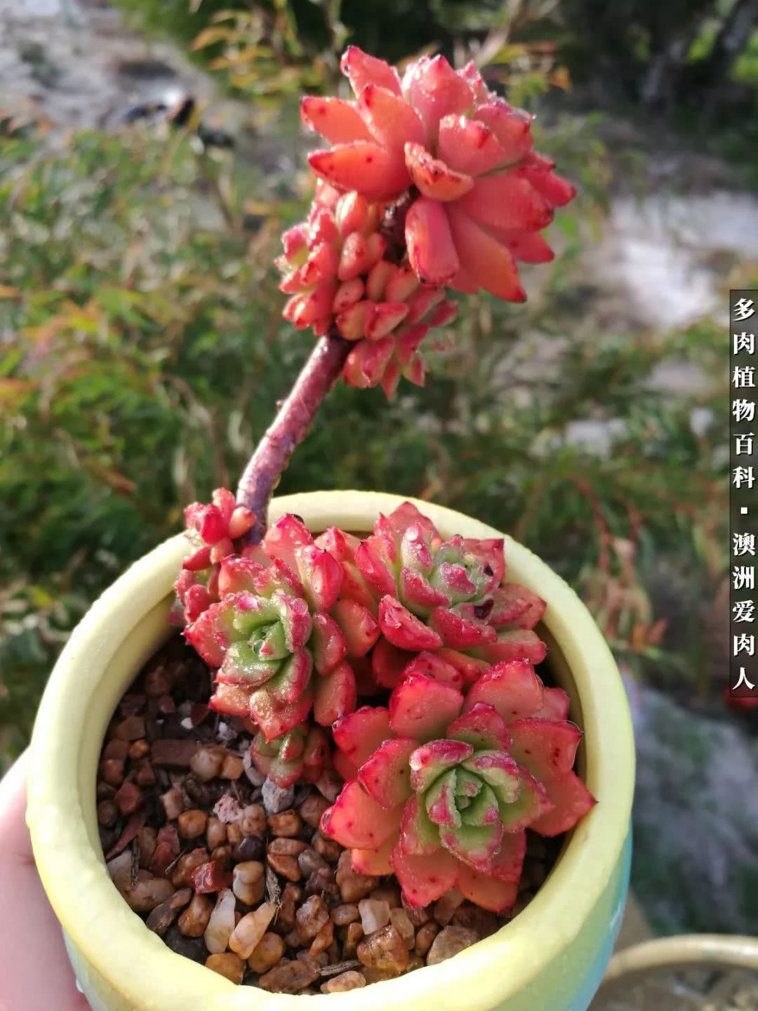 最耐晒的八款多肉,暖阳下的多肉美的不得了