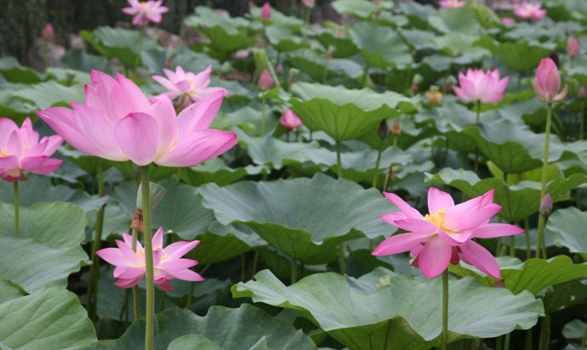 莲子采摘视频教程,莲子种植的正确方法